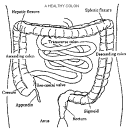 Our Sewer System large intestine dysfunction colon problems